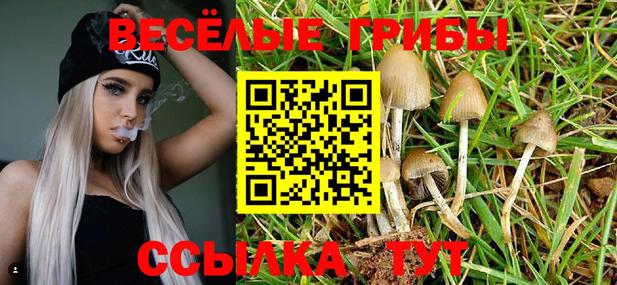 Псилоцибиновые грибы Psilocybe Всеволожск